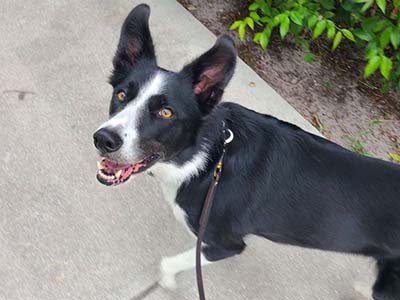 hourly-pet-sitting-in-cape-canaveral-fl hourly pet sitting in Cape Canaveral FL