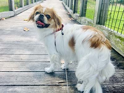 hourly pet sitting in Celebration FL