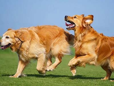 hourly pet sitting in ChampionsGate FL