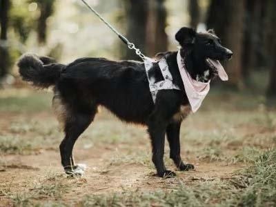 hourly pet sitting in Chuluota FL