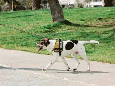 hourly-pet-sitting-in-clermont-fl hourly pet sitting in Clermont FL