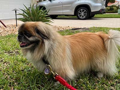 hourly-pet-sitting-in-davenport-fl hourly pet sitting in Davenport FL