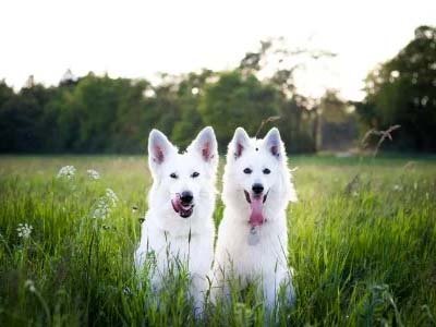 hourly-pet-sitting-in-dr-phillips-fl hourly pet sitting in Dr Phillips FL