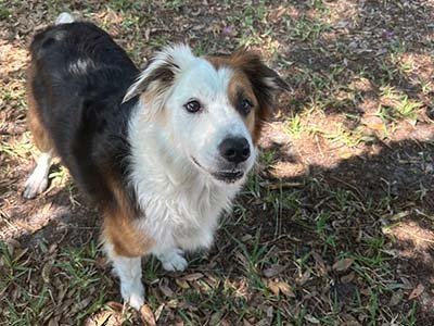 hourly pet sitting in Eustis FL