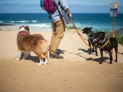 hourly pet sitting in Gotha FL