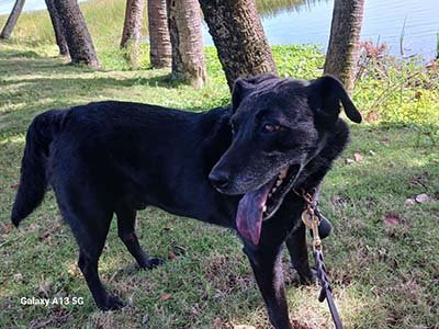 hourly-pet-sitting-in-groveland-fl hourly pet sitting in Groveland FL