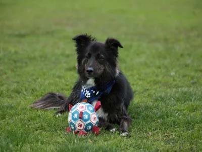 hourly pet sitting in Harmony FL