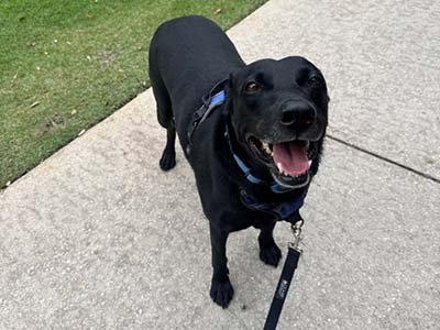 hourly pet sitting in Heathrow FL