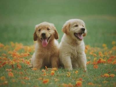 hourly-pet-sitting-in-howey-in-the-hills-fl hourly pet sitting in Howey-in-the-Hills Fl