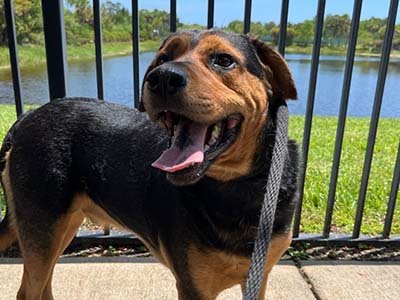 hourly-pet-sitting-in-lady-lake-fl hourly pet sitting in Lady Lake FL