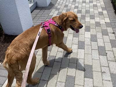 hourly pet sitting in Lake Nona FL