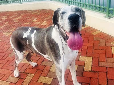 hourly-pet-sitting-in-lake-wales-fl hourly pet sitting in Lake Wales FL