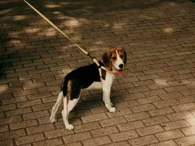 hourly-pet-sitting-in-leesburg-fl hourly pet sitting in Leesburg FL