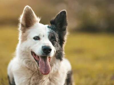 hourly pet sitting in Maitland FL