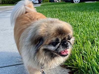 hourly-pet-sitting-in-melbourne-fl hourly pet sitting in Melbourne FL