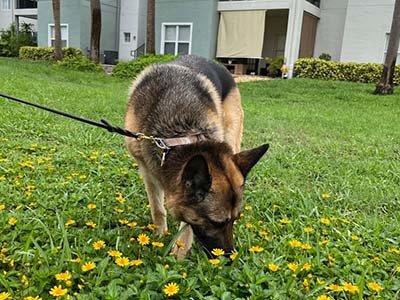 hourly-pet-sitting-in-mount-dora-fl hourly pet sitting in Mount Dora FL