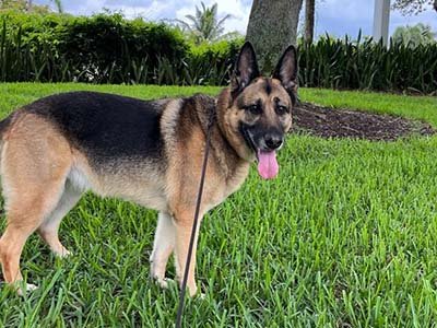hourly-pet-sitting-in-palm-bay-fl hourly pet sitting in Palm Bay FL