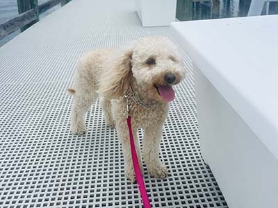 hourly-pet-sitting-in-poiciana-fl hourly pet sitting in Poinciana FL