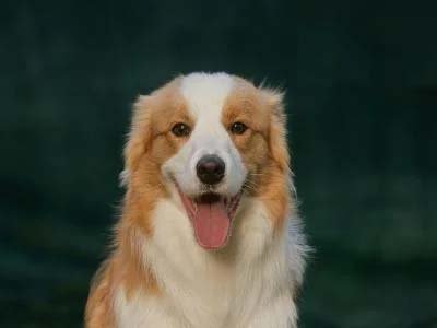 hourly-pet-sitting-in-reunion-fl hourly pet sitting in Reunion FL