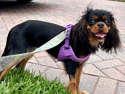 hourly pet sitting in Sanford FL