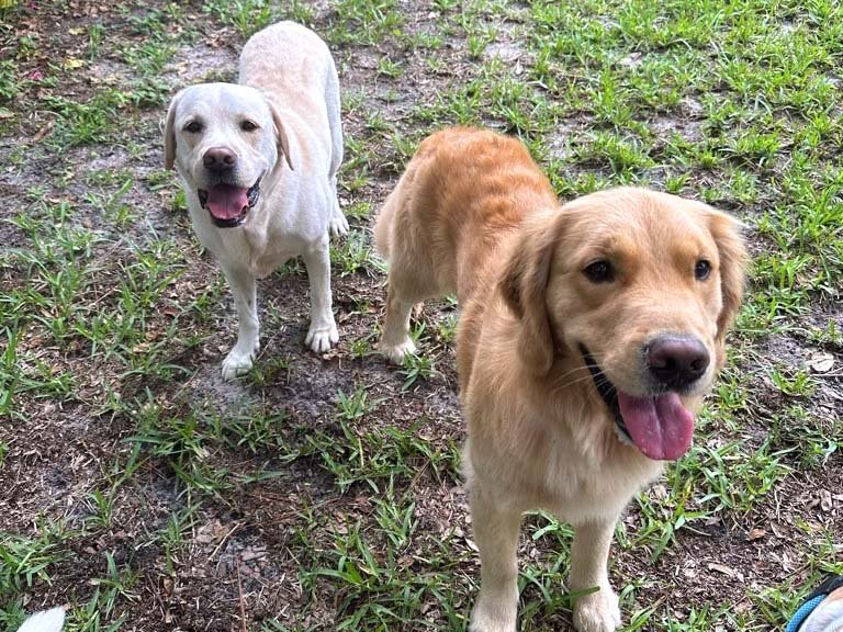 hourly-pet-sitting-in-thornton-park-fl hourly pet sitting in Thornton Park FL
