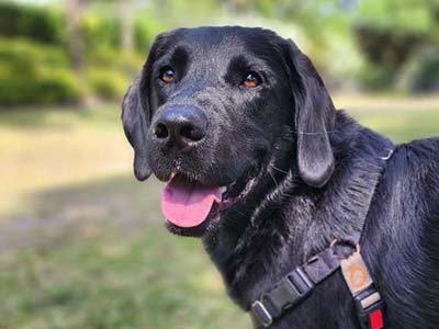 hourly-pet-sitting-in-titusville-fl hourly pet sitting in Titusville FL