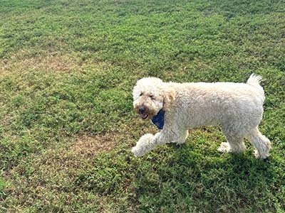 hourly pet sitting in Wekiva Springs FL
