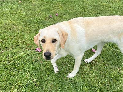 hourly-pet-sitting-in-windermere-fl hourly pet sitting in Windermere FL
