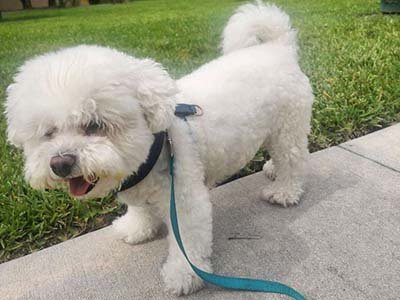 hourly-pet-sitting-in-winter-haven-fl hourly pet sitting in Winter Haven FL