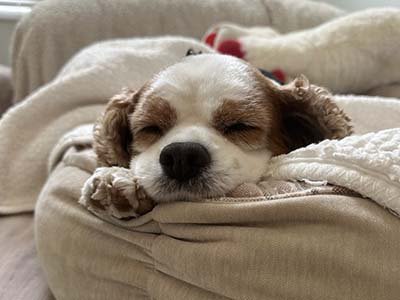 house sitting in Belle Isle FL