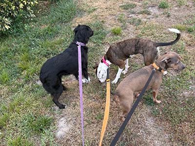 house-sitting-in-cape-canaveral-fl house sitting in Cape Canaveral FL