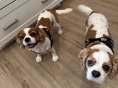 house sitting in Gotha FL