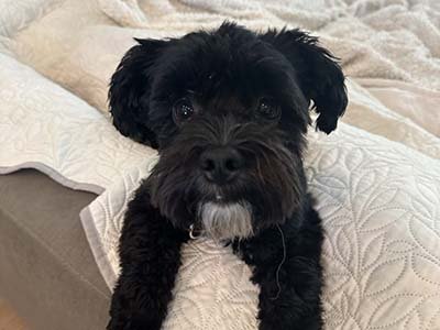 house sitting in Harmony FL