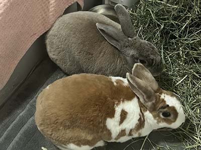 house sitting in Lake Nona FL