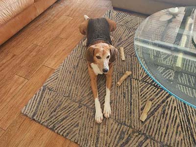 house-sitting-in-leesburg-fl house sitting in Leesburg FL