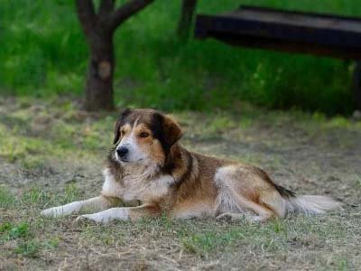 house sitting in Maitland FL