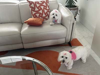 house-sitting-in-melbourne-fl house sitting in Melbourne FL