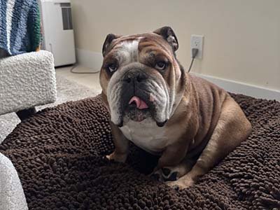 house-sitting-in-minneola-fl house sitting in Minneola FL