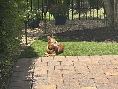house-sitting-in-mount-dora-fl house sitting in Mount Dora FL