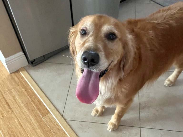 house sitting in Sanford FL