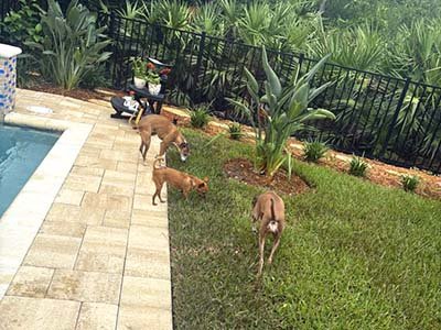 house-sitting-in-thorton-park-fl house sitting in Thornton Park FL