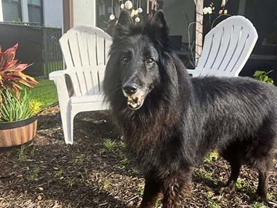 house sitting in Wekiva Springs FL