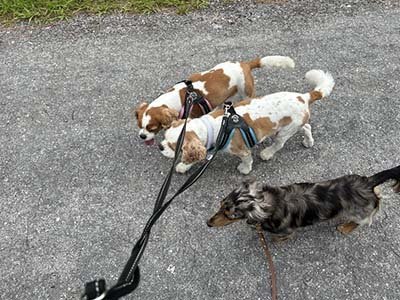 house-sitting-in-winter-haven-fl house sitting in Winter Haven FL