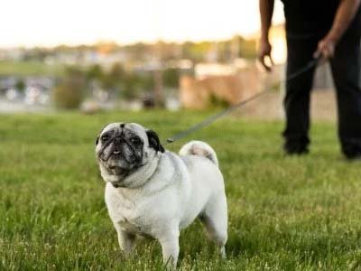 overnight pet sitting in Baldwin Park FL