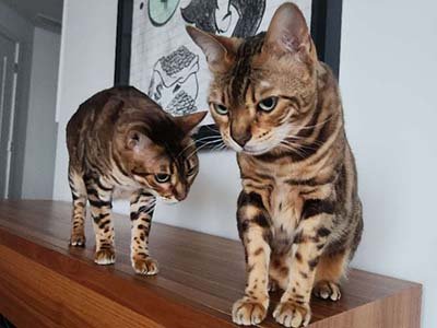 overnight pet sitting in Buenaventura Lakes FL