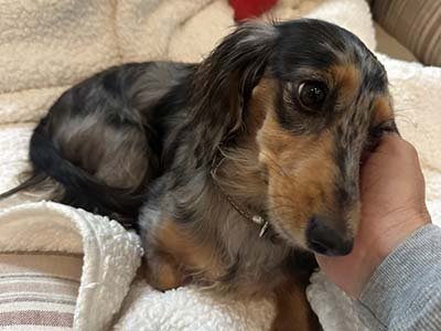 overnight-pet-sitting-in-cape-canaveral-fl overnight pet sitting in Cape Canaveral FL