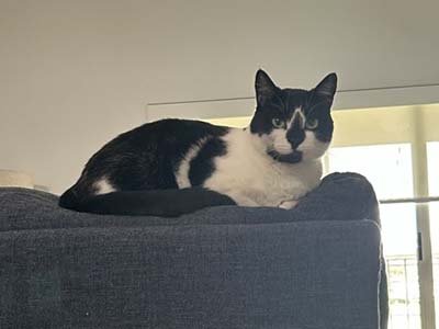 overnight pet sitting in ChampionsGate FL