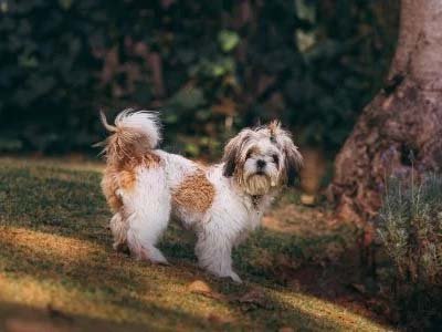 overnight pet sitting in Chuluota FL