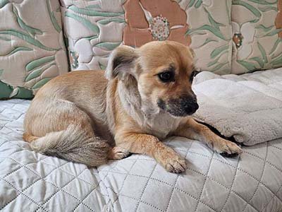 overnight-pet-sitting-in-davenport-fl overnight pet sitting in Davenport FL