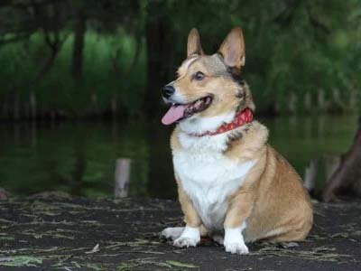 overnight-pet-sitting-in-dr-phillips-fl overnight pet sitting in Dr Phillips FL